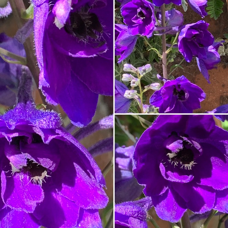 Plant image Delphinium 'Black Knight'