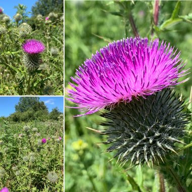 Cirsium vulgare