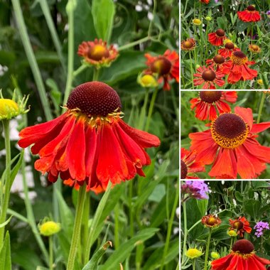 Helenium 'Moerheim Beauty'