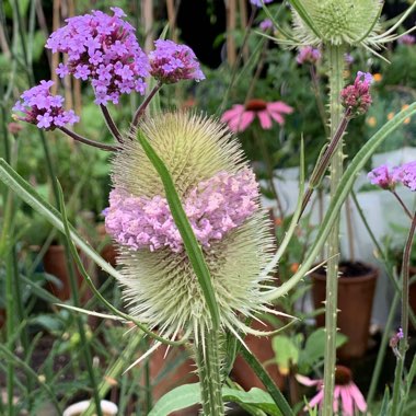 Dipsacus fullonum syn. Dipsacus sylvestris