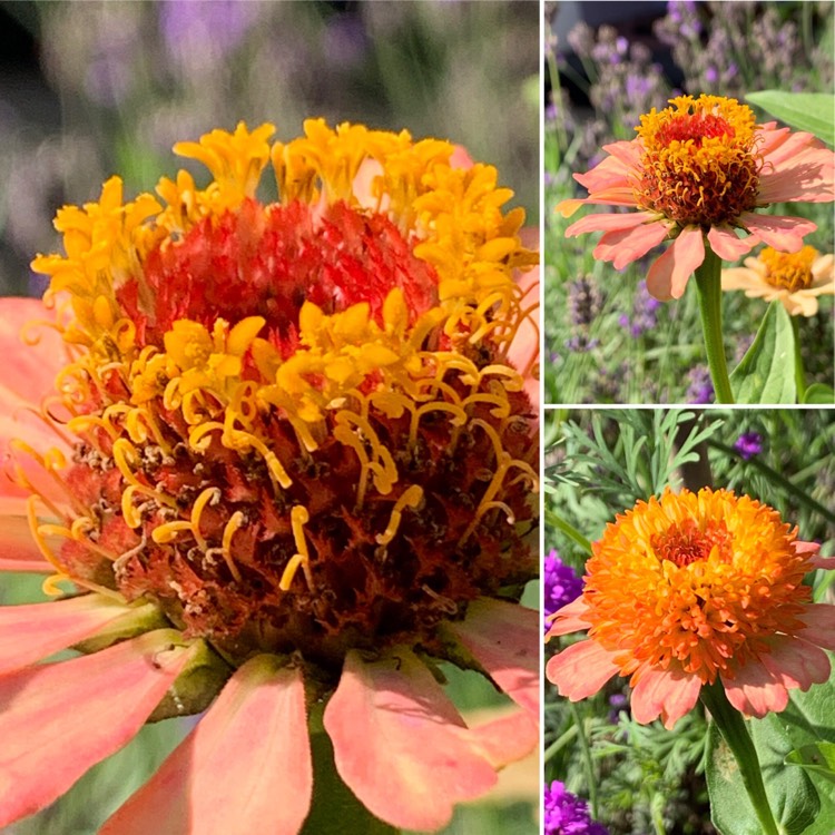 Plant image Zinnia elegans 'Zinderella Peach'