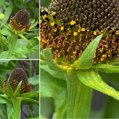 Rudbeckia occidentalis 'Green Wizard'