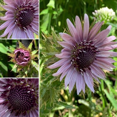 Berkheya purpurea