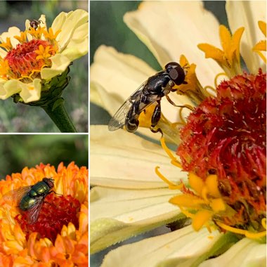 Zinnia elegans