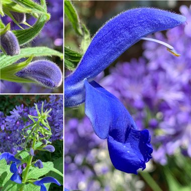 Salvia patens 'Blue Angel'