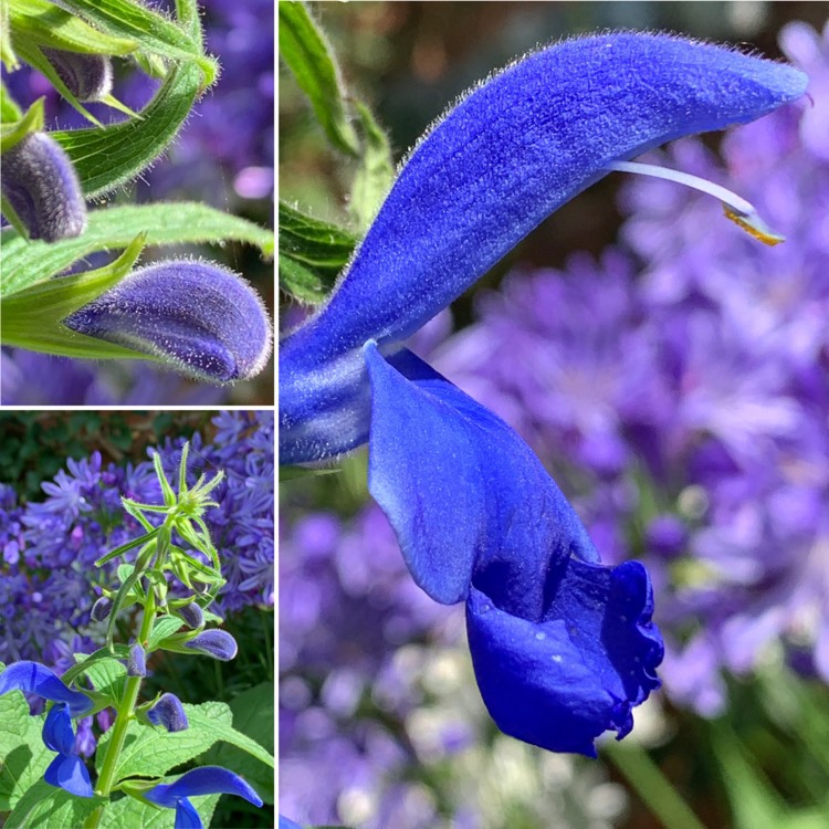 Plant image Salvia patens 'Blue Angel'