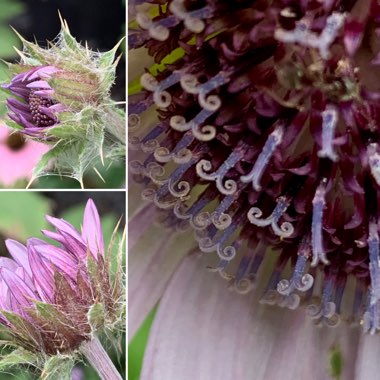 Berkheya purpurea