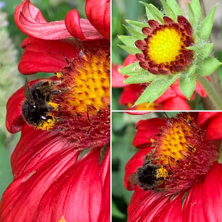 Plant image Gaillardia