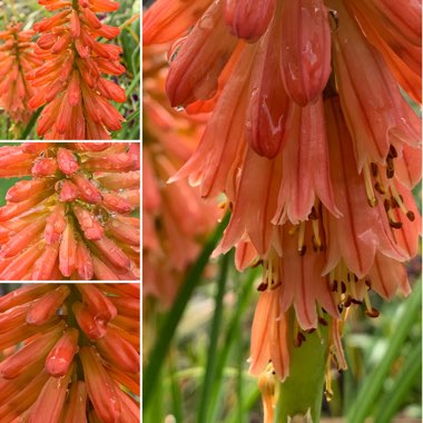 Kniphofia