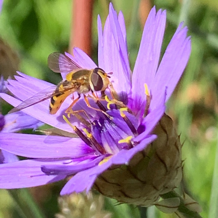 Plant image Catananche Caerulea 'Amor Blue'