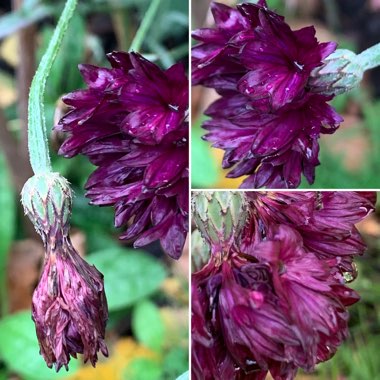 Centaurea cyanus 'Black Ball'