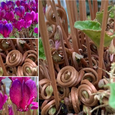 Cyclamen hederifolium