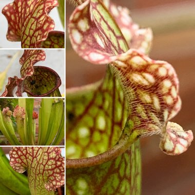 Sarracenia wrigleyana 'Scarlet Belle'