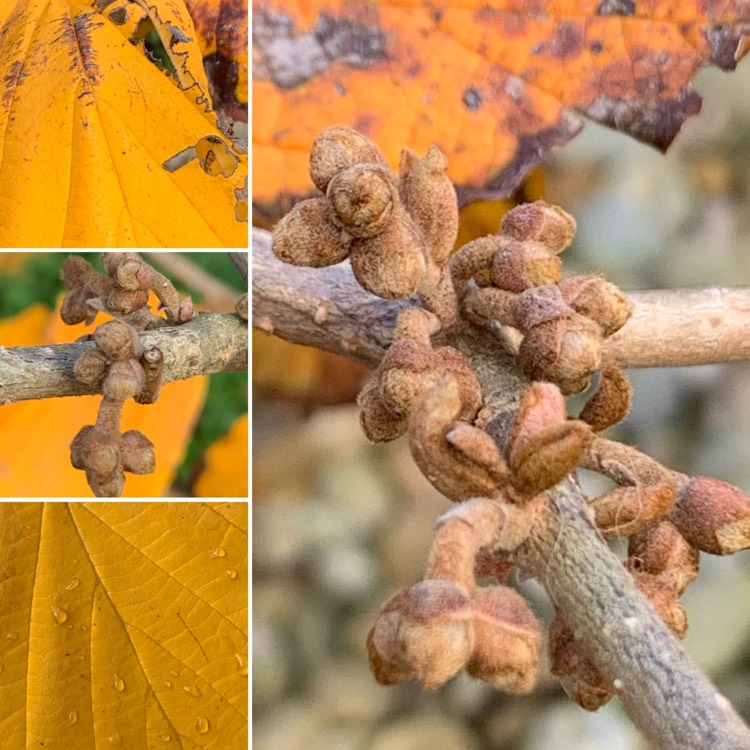 Plant image Hamamelis