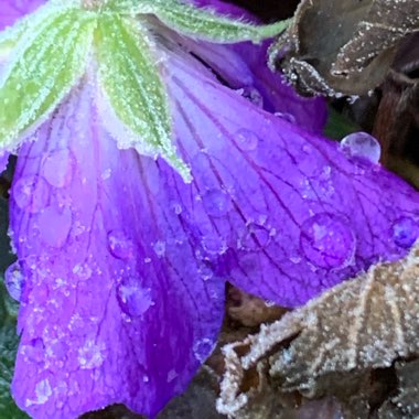 Geranium 'Gerwat' syn. Geranium 'Rozanne'