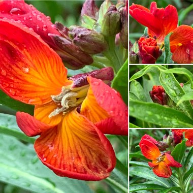 Erysimum cheiri 'Sunset Orange' (Sunset Series)