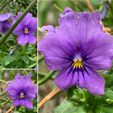 Viola x wittrockiana 'Skyline Copperfield' syn. Viola 'Copperfield'