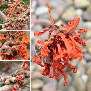 Hamamelis mollis