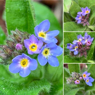 Myosotis scorpioides