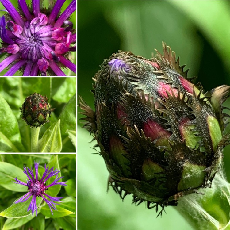 Plant image Centaurea montana