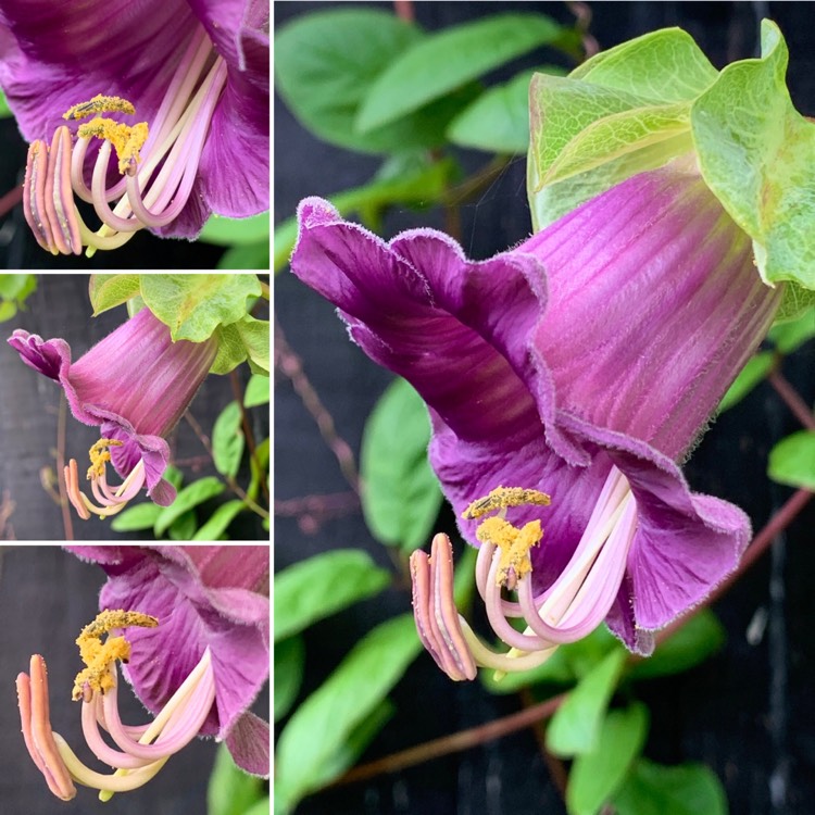 Plant image Cobaea scandens