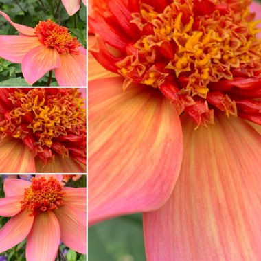 Dahlia 'Totally Tangerine'