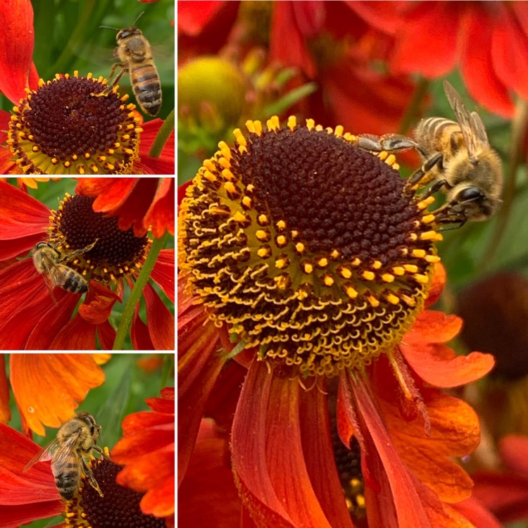 Plant image Helenium 'Moerheim Beauty'