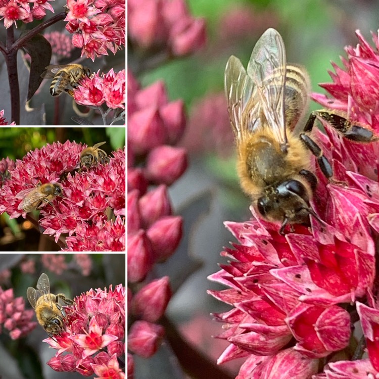 Plant image Sedum 'Jose Aubergine'