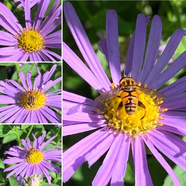 Aster x frikartii 'Mönch'