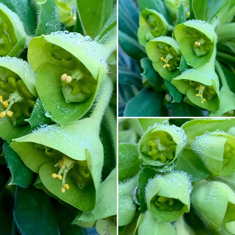 Plant image Euphorbia characias subsp. wulfenii syn. Euphorbia wulfenii