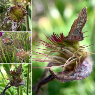 Pulsatilla vulgaris