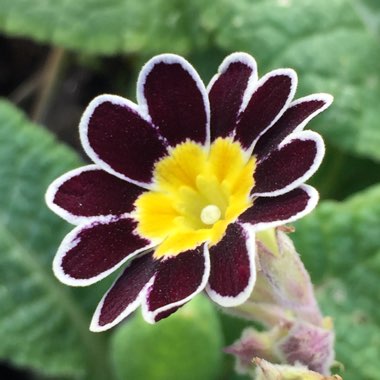 Primula 'Gold-laced Group' syn. Primula elatior 'Gold Lace', Primula elatior 'Victorian Gold Lace Black', Primula 'Gold Lace'