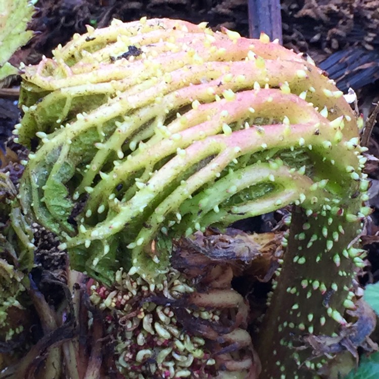 Plant image Gunnera magnifica