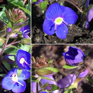 Veronica peduncularis 'Georgia Blue' syn. Veronica umbrosa 'Georgia Blue', Veronica peduncularis 'Oxford Blue'