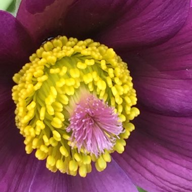 Pulsatilla vulgaris 'Pinwheel Blue Violet Shades' (Pinwheel Series)