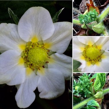 Fragaria x ananassa