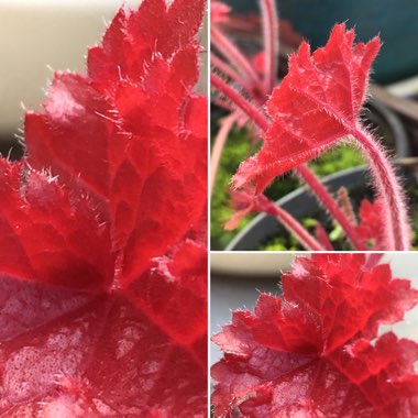 Heuchera 'Fire Chief'