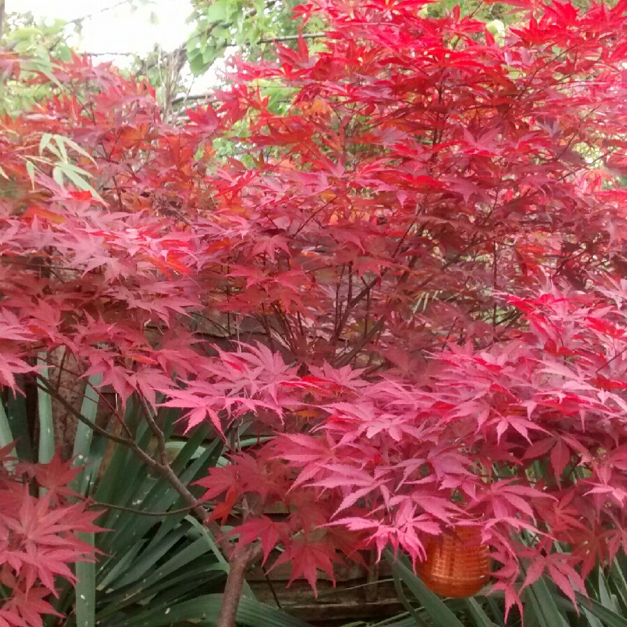 Plant image Acer Palmatum 'Crippsii'