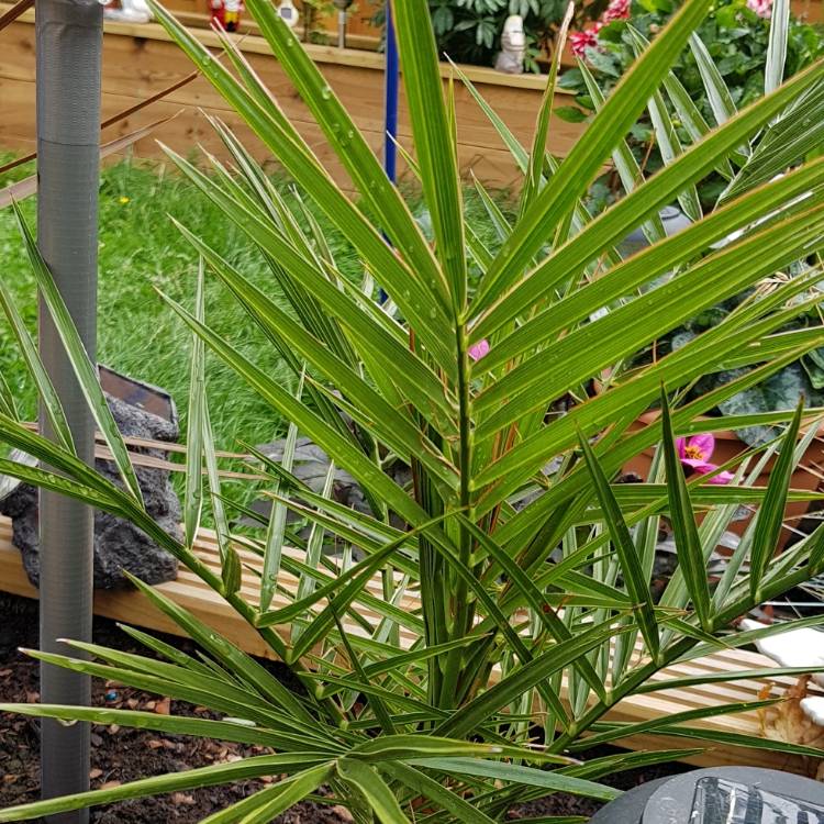 Plant image Phoenix Roebelenii