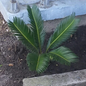 Sago Palm