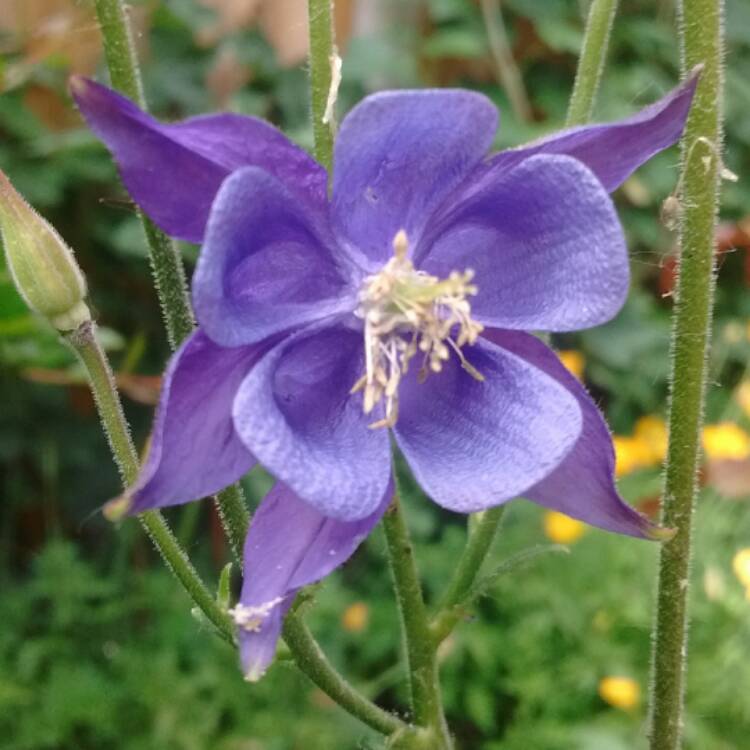 Plant image Aquilegia alpina