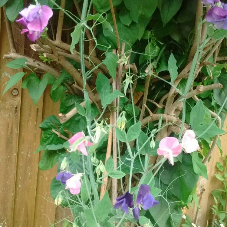 Plant image Lathyrus Odoratus 'Old Fashioned Mix' (Mix)