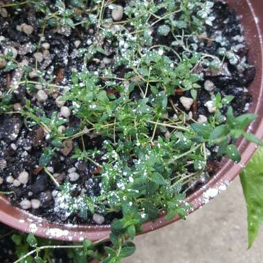 Thyme