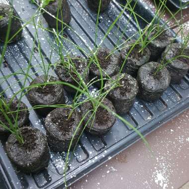 Garlic Chives