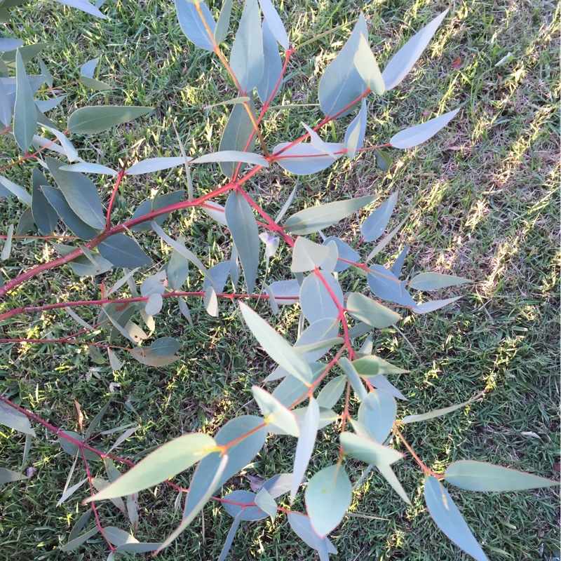 Plant image Eucalyptus leucoxylon