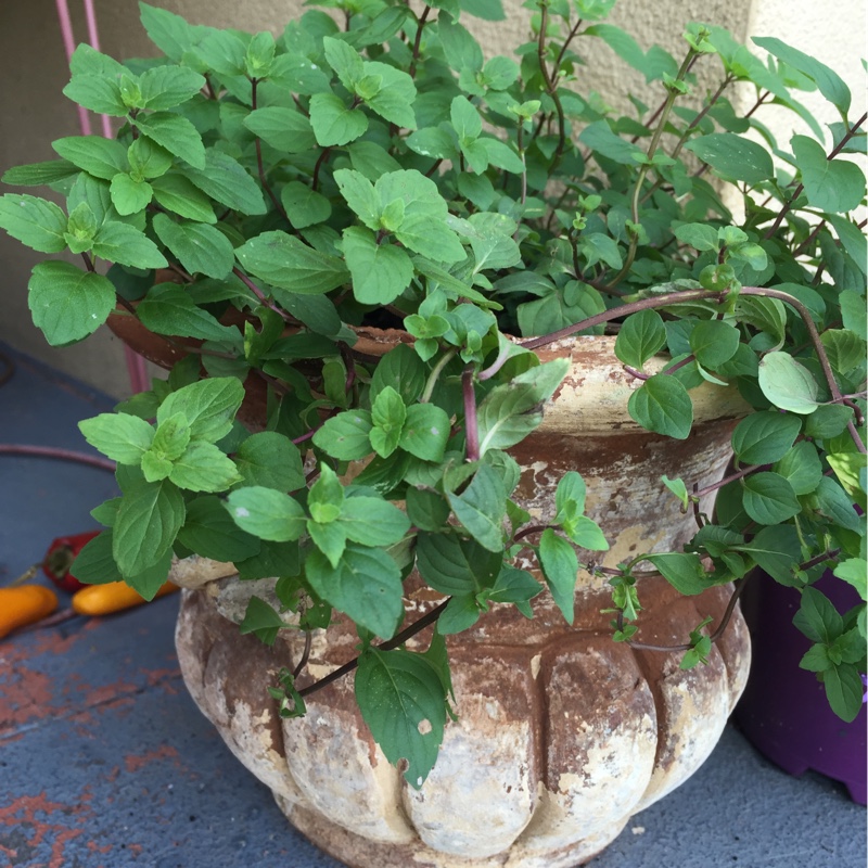 Plant image Mentha x gracilis 'Ginger'