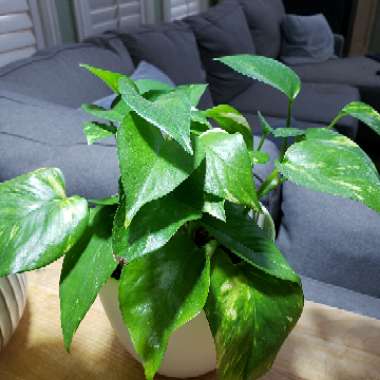 Epipremnum aureum (Devil's Ivy)