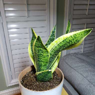 Variegated Snake Plant