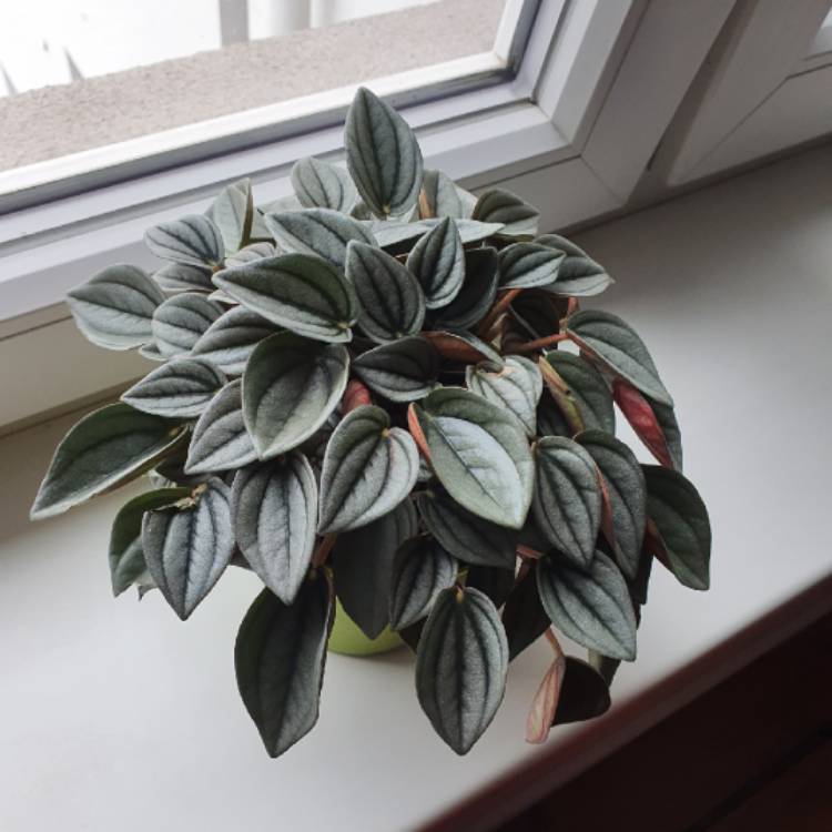 Plant image Peperomia caperata 'Napoli Nights'