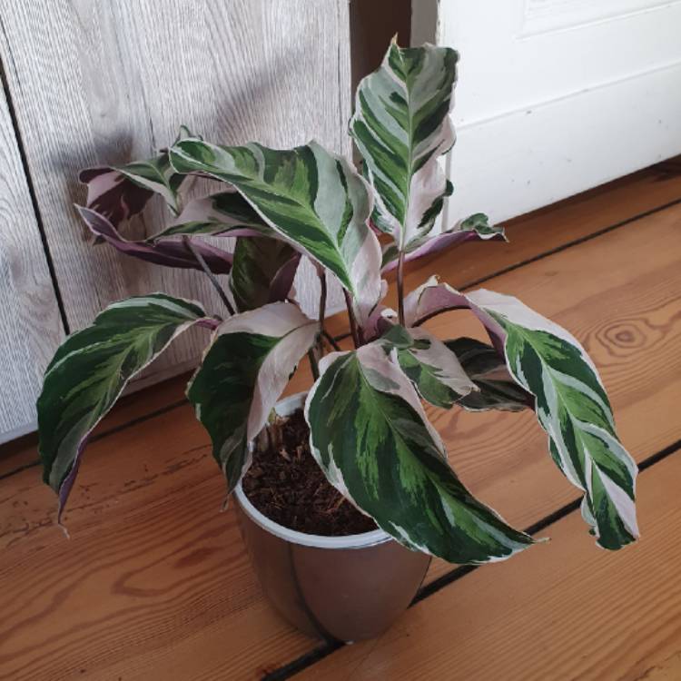 Plant image Calathea 'Fusion White'